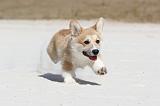 CORGI PEMBROKE 201